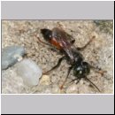 Tachysphex pompiliformis - Grabwespe m01e 6mm OS-Wallenhorst-Tongrube-Lehmwiese - det.jpg